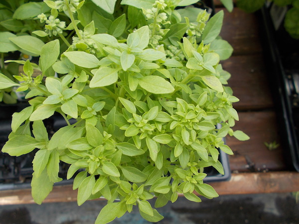 best-herbs-for-containers